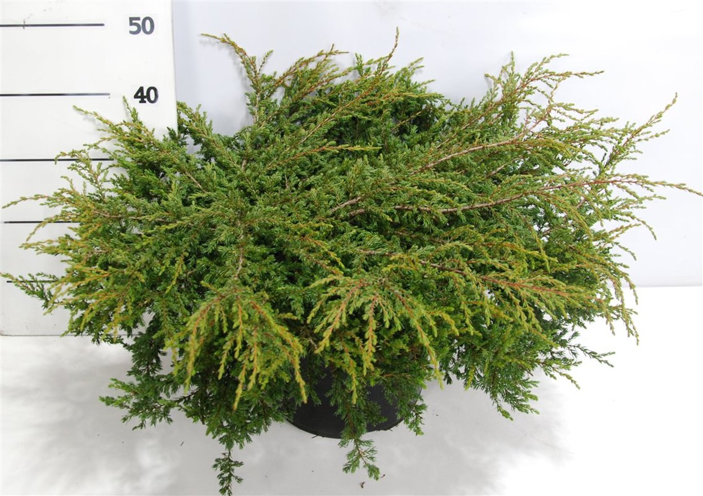 Juniperus comm. 'Repanda' - C12 60-70 CM